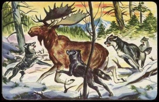 50QSP 7 Moose Attacked By Wolf Pack.jpg